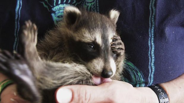 Frühstücksfernsehen - Frühstücksfernsehen - Einfach Gut - Die Waschbär-wg