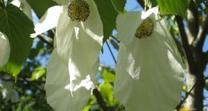 Die typischen weißen Blüten werden fast 20 Zentimeter lang.