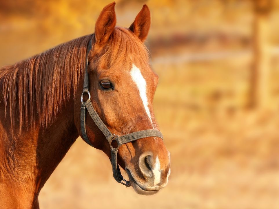 horse-1201143_1920 - Bildquelle: Pixabay