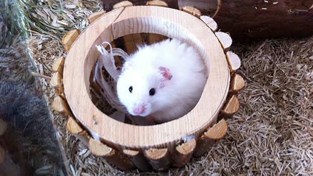 pbb-Hamster_11