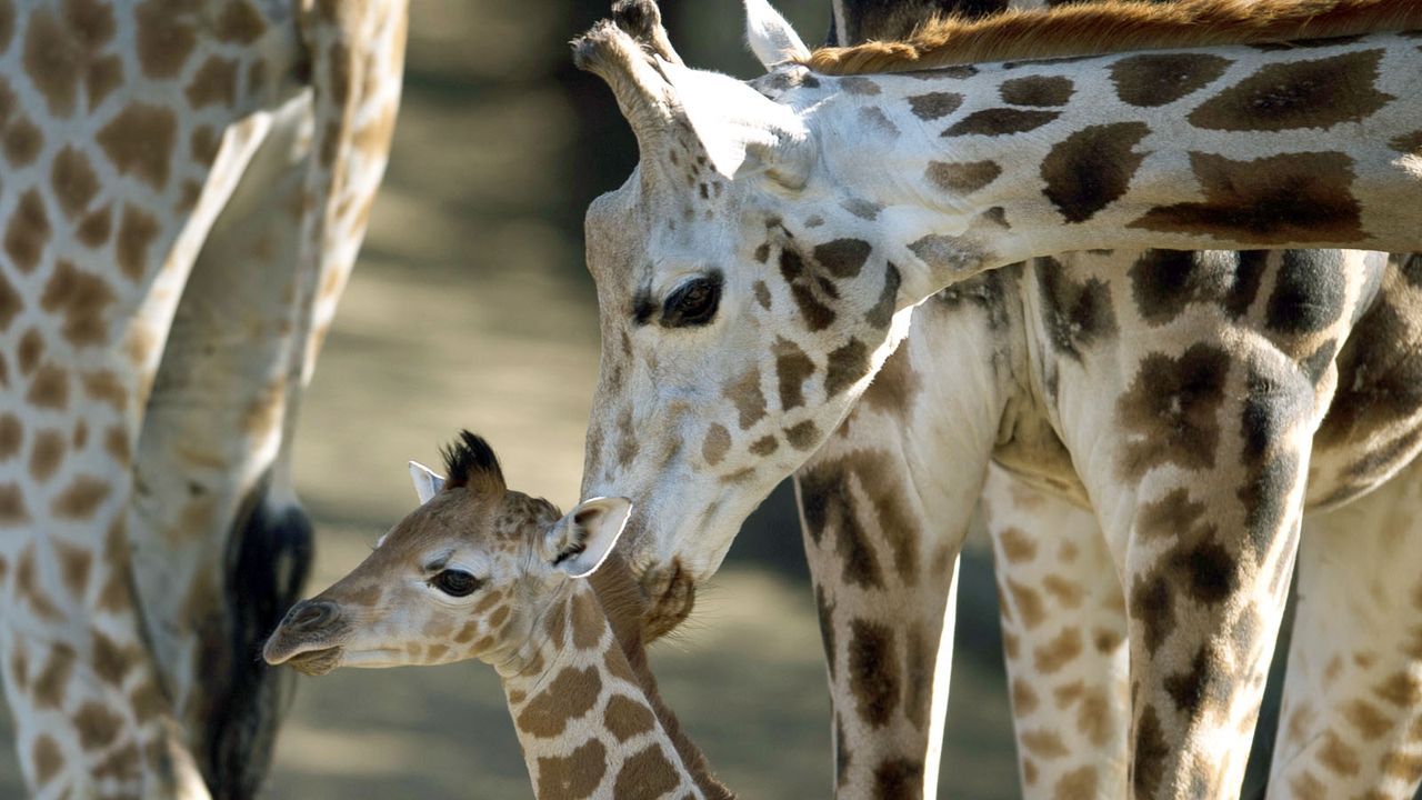 Giraffe4 - Bildquelle: dpa