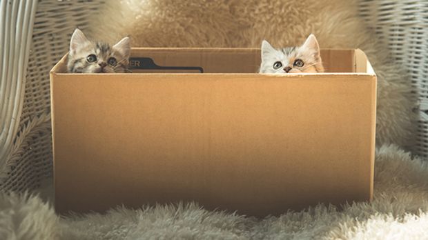 Warum Katzen Kartons Lieben