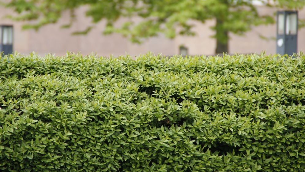 Schnellwachsende Hecke Naturlicher Sichtschutz Sat 1 Ratgeber