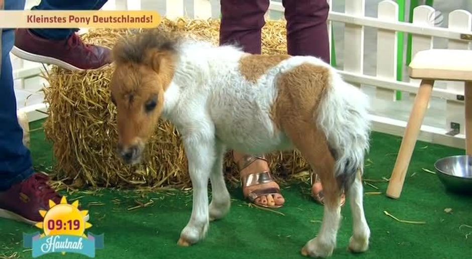 Fruhstucksfernsehen Video Das Kleinste Pony Deutschlands Sat 1