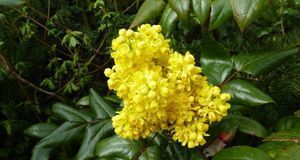 Gartengestaltung_2016_05_10_Stechpalme_Bild 2_fotolia_karo_s