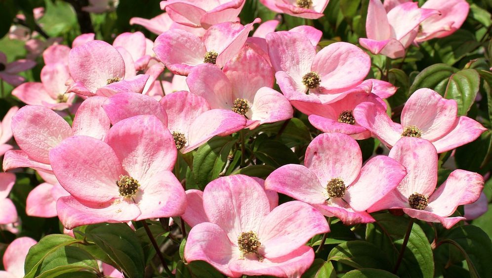 Bluhende Straucher Im Garten Pflanzen Sat 1 Ratgeber