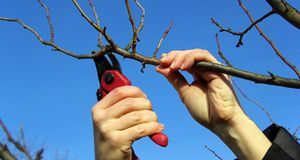 Pfirsichbaum schneiden Anleitung und Tipps SAT.1 Ratgeber