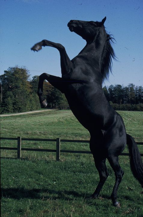 Der Hengst Beauty hat es als junges Pferd bei Farmer Grey gut getroffen. Als dieser ihn verkaufen muss, landet er bei Squire Gordon, der mit seiner... - Bildquelle: Warner Bros.