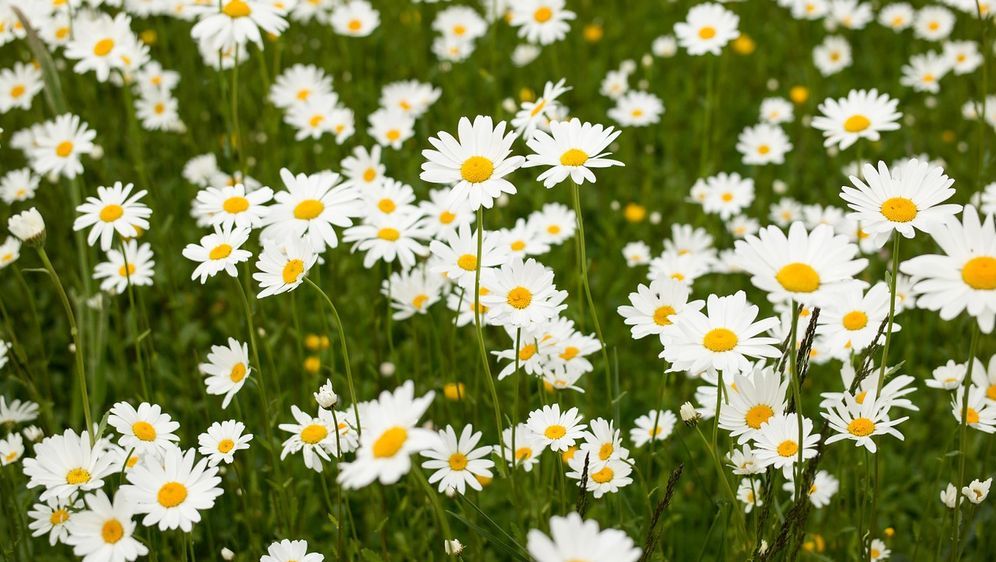 Margeriten-Pflege: Tipps für eine schöne Blüte - SAT.1 Ratgeber