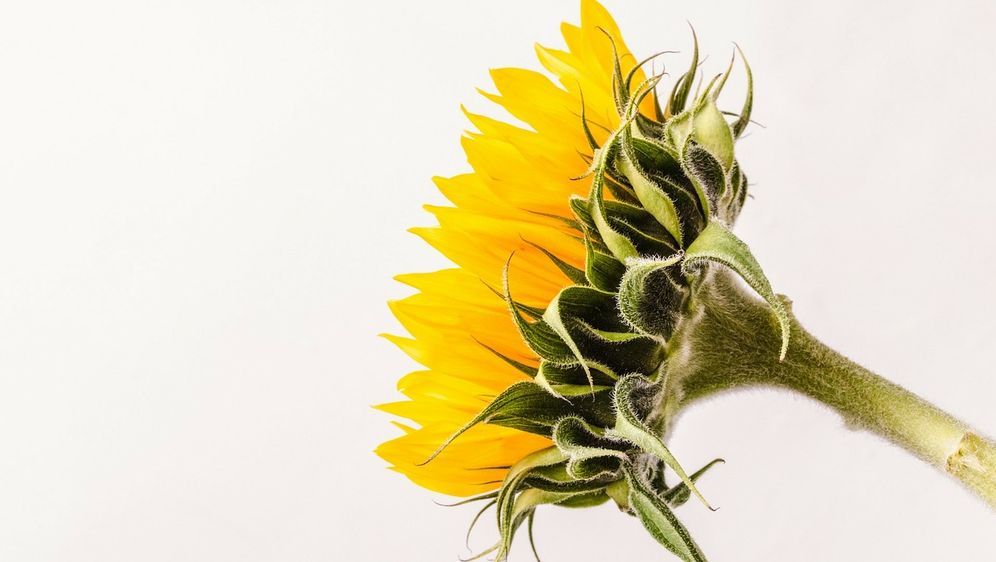 Sonnenblumen Malen Anleitung Und Tipps Sat 1 Ratgeber
