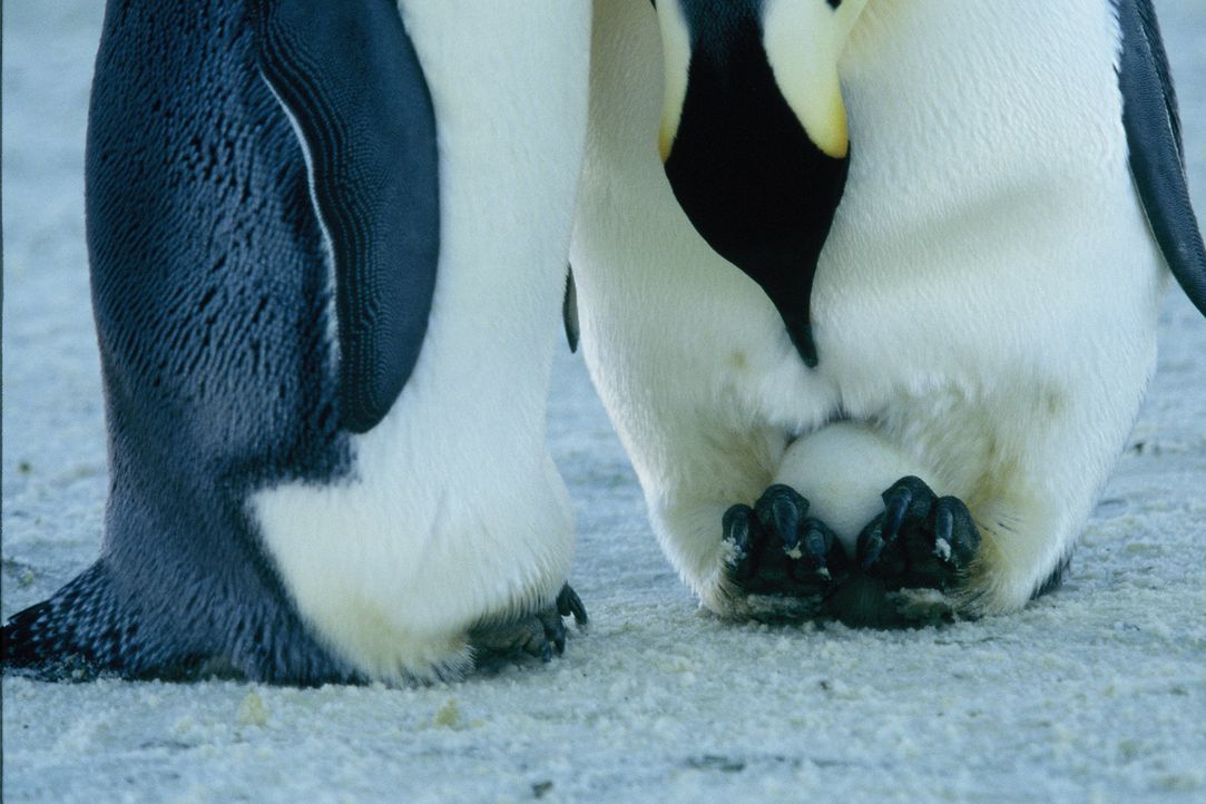 Die Kaiserpinguinmännchen bleiben an Ort und Stelle, um die kostbaren Eier auszubrüten, die sie auf ihren Füßen balancieren. Dabei sind sie Temperat... - Bildquelle: Kinowelt Filmverleih