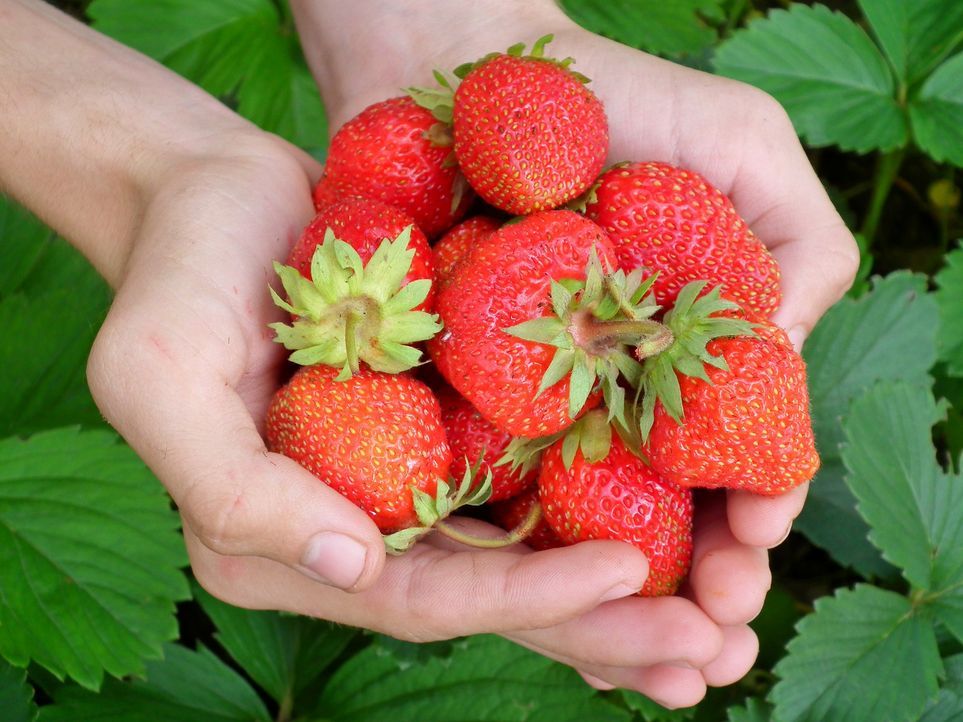 Tipp 9: Erdbeeren pflückenSchnappt euch das Fahrrad und ab ins Erdbeerfeld! ...