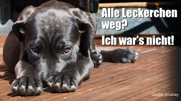 Witzige Probleme von Hundebesitzern SAT.1 Ratgeber