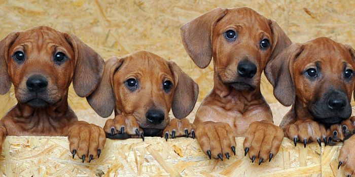700x350-hunde-10-12-14-picture-alliance-dpa - Bildquelle: Picture Alliance/dpa