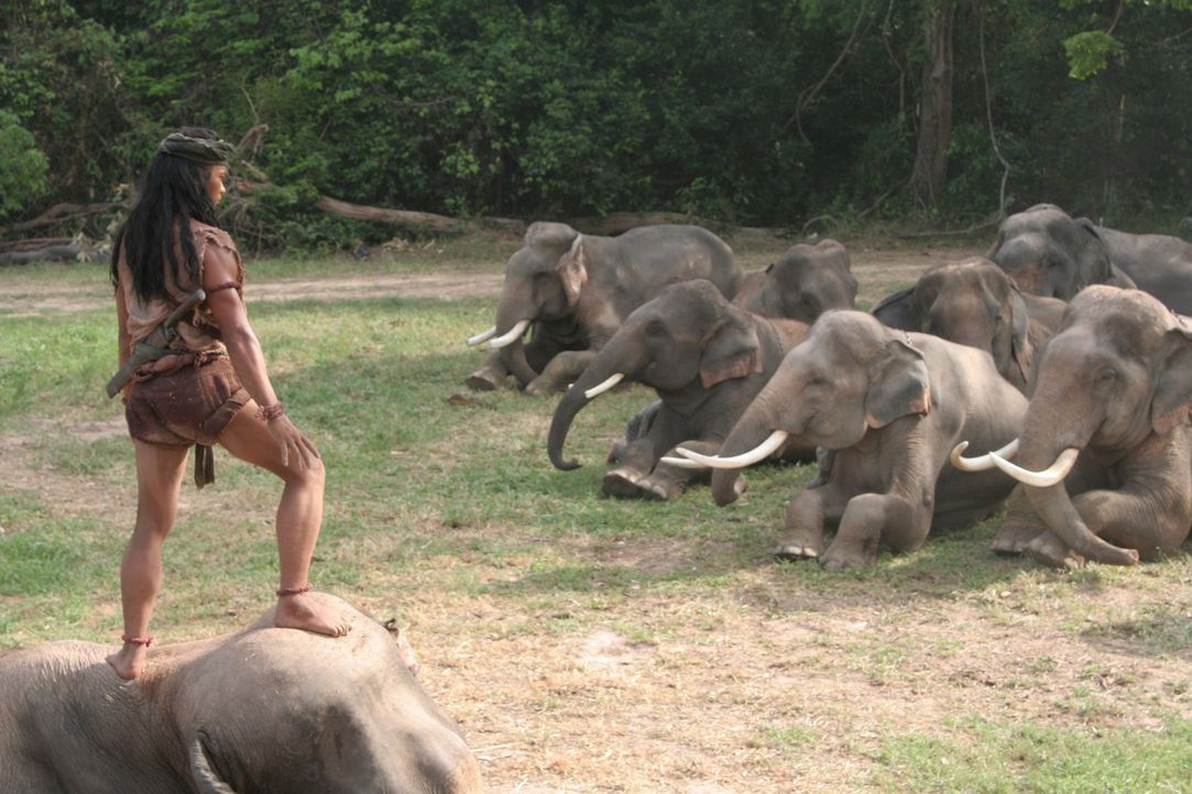 Auch die Elefanten liegen ihm Füßen: Tien (Tony Jaa) ... - Bildquelle: Splendid Film