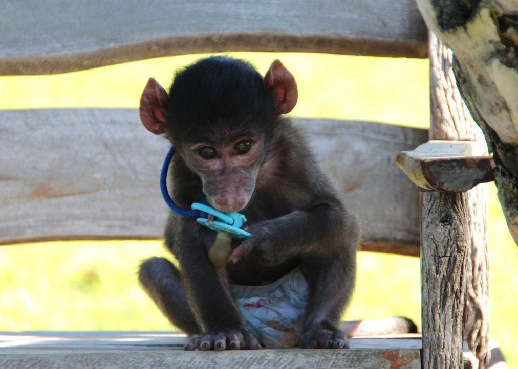 Andrea Kaiser besucht die Harnas Wildlife Foundation in Namibia - Ein Waisenhaus für afrikanische Wildtiere. Dort trifft sie auf 3 Monate alten Pavi... - Bildquelle: SAT.1