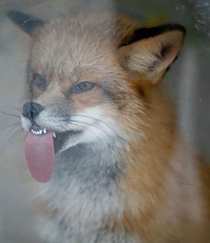 funny-animals-licking-glass-7__700