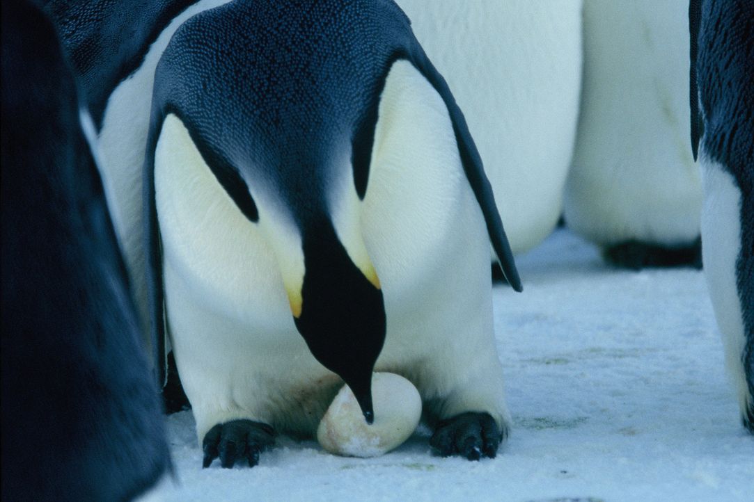 Die Kaiserpinguinmännchen bleiben an Ort und Stelle, um die kostbaren Eier auszubrüten, die sie auf ihren Füßen balancieren. Dabei sind sie Temperat... - Bildquelle: Kinowelt Filmverleih