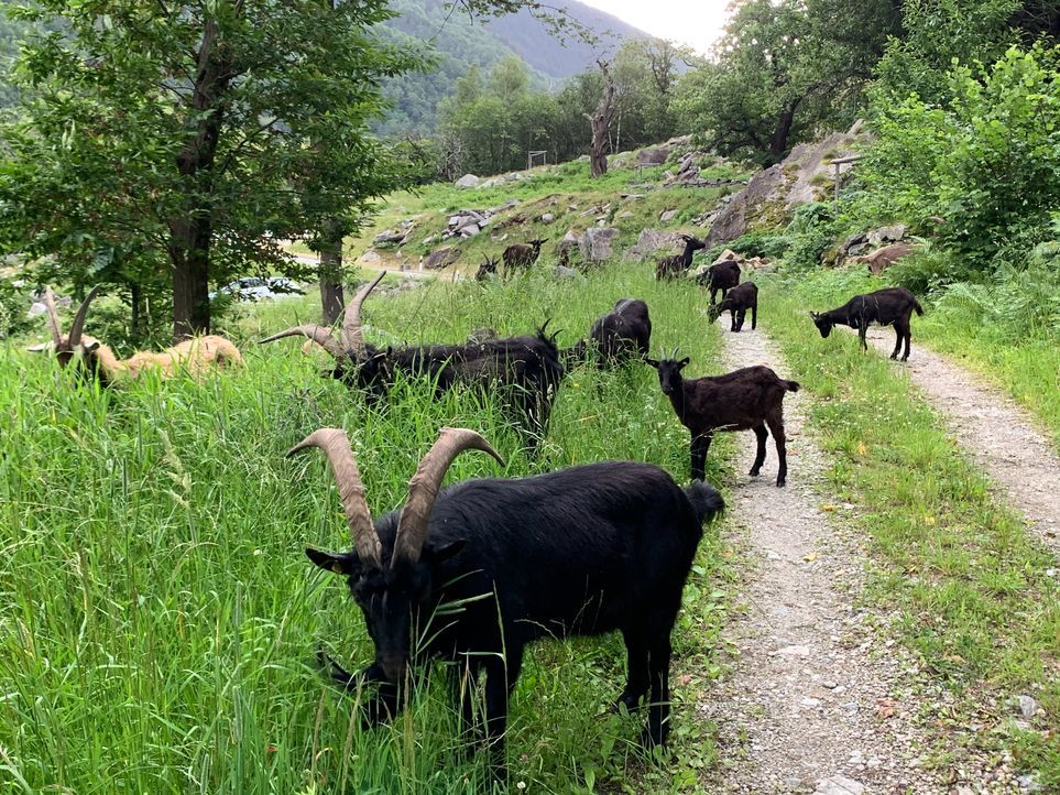 Alto Ticino (14)