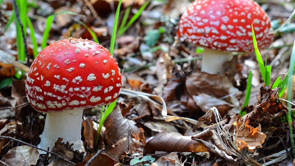 Vorsicht Giftige Pilze Sat 1 Ratgeber