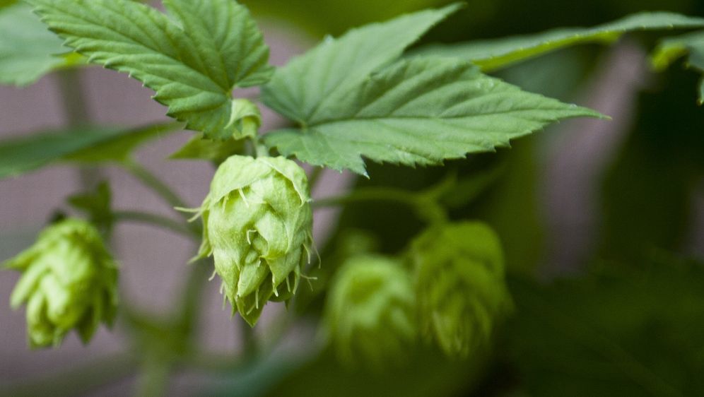 Hopfen Allergiegefahr In Anbaugebieten Sat 1 Ratgeber