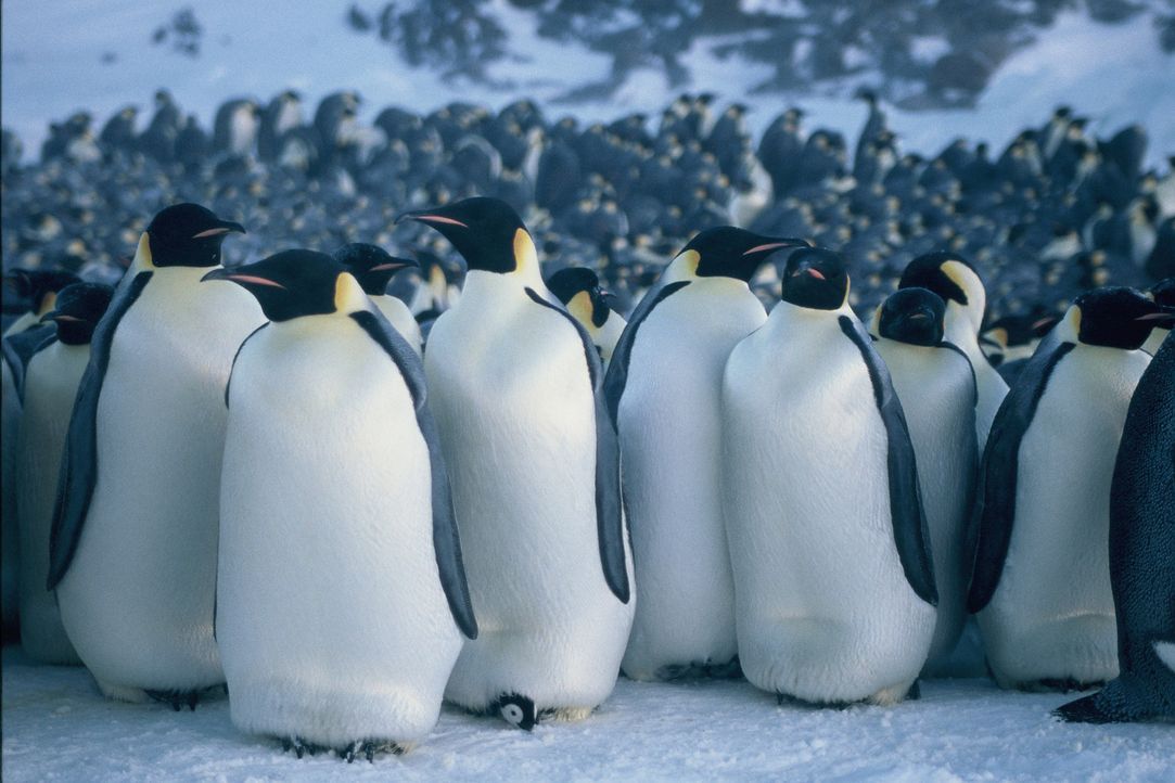 Wenn es Winter wird in der gnadenlosen Eiswüste der Antarktis, einer der unwirtlichsten Gegenden des Planeten, nimmt eine bemerkenswerte Reise ihren... - Bildquelle: Kinowelt Filmverleih
