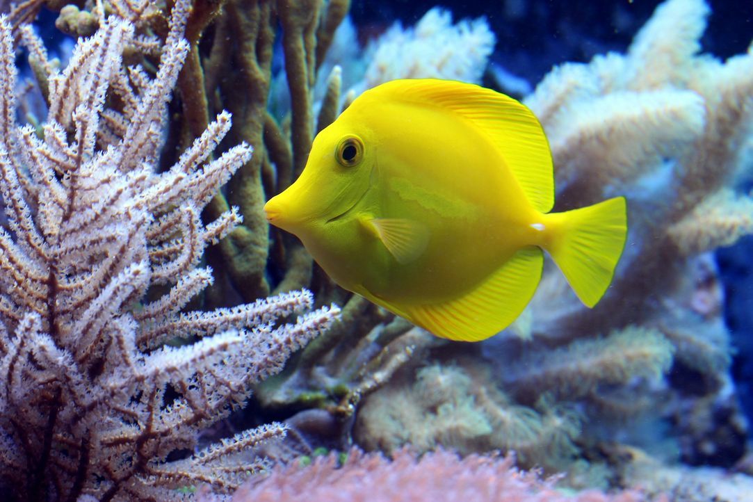 fish-2921430_1920 - Bildquelle: Pixabay