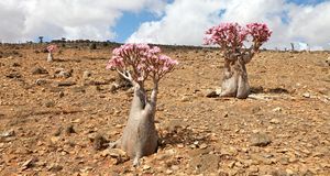 Ihr dicker Stamm lässt die Wüstenrose in ihrer Wildform wie einen Mini-Baum w...