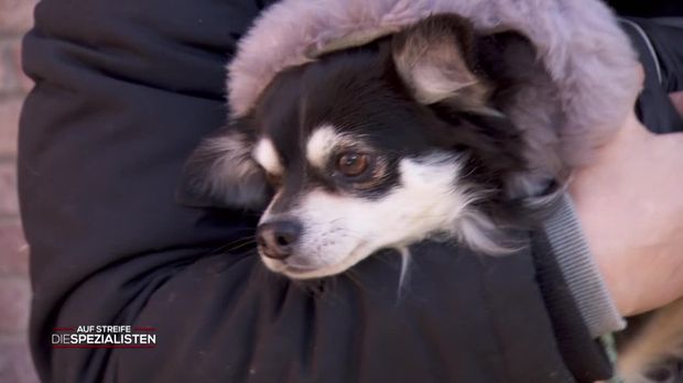 Auf Streife - Die Spezialisten - Auf Streife - Die Spezialisten - Mein Hund, Der Lebensretter