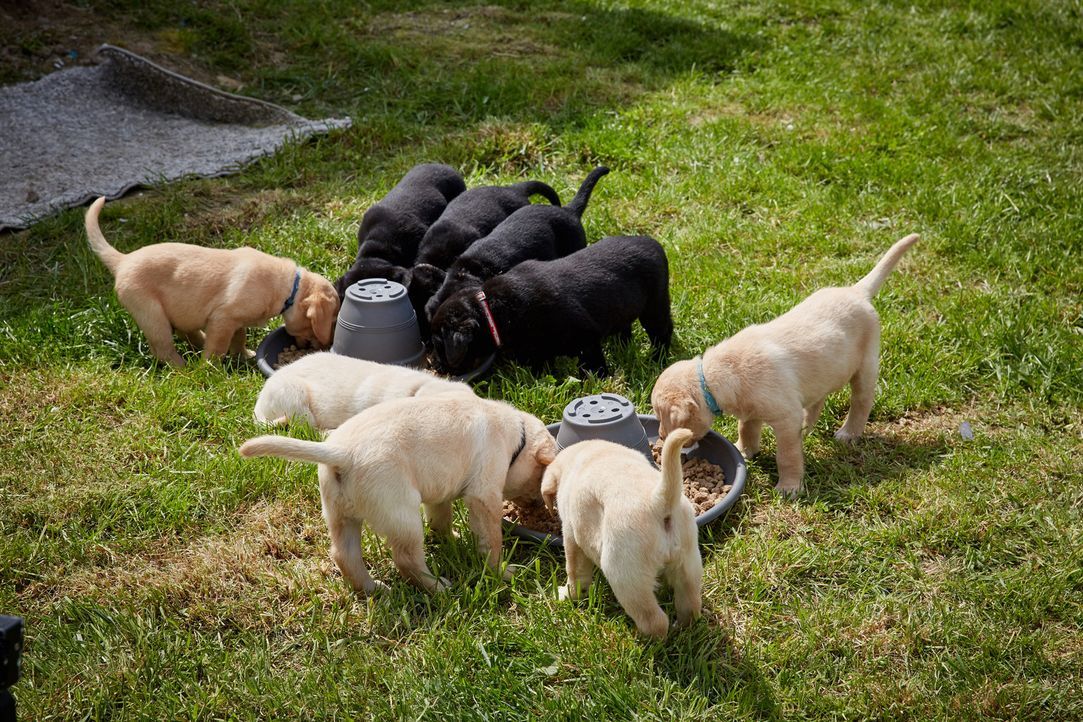 Bei Züchterin Nadja Müller sieht sich Familie Kolodziej Labrador Retriever Welpen an. Doch werden sie sich für einen dieser Rasse entscheiden? - Bildquelle: Guido Engels SAT.1