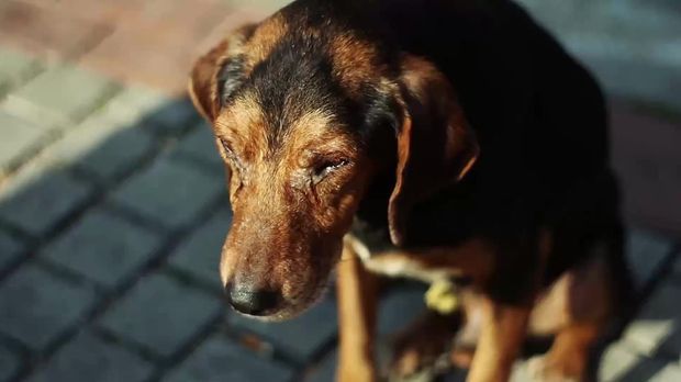 21 tote Hunde Mysteriöse Krankheit breitet sich in Norwegen aus