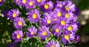 Gartengestaltung_2016_05_10_Herbststauden_Bild 2_fotolia_Caroline Schrader