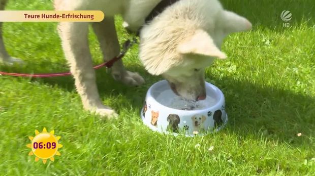 Frühstücksfernsehen Video Teure HundeErfrischung Sat.1