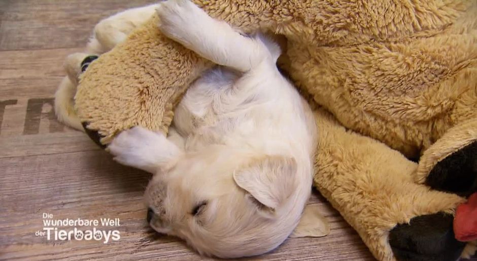 Die Wunderbare Welt Der Tierbabys Video Golden Retriever Welpen Sat 1
