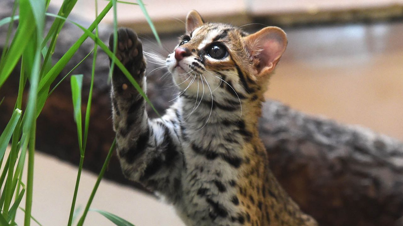 Bengalkatze1 - Bildquelle: dpa