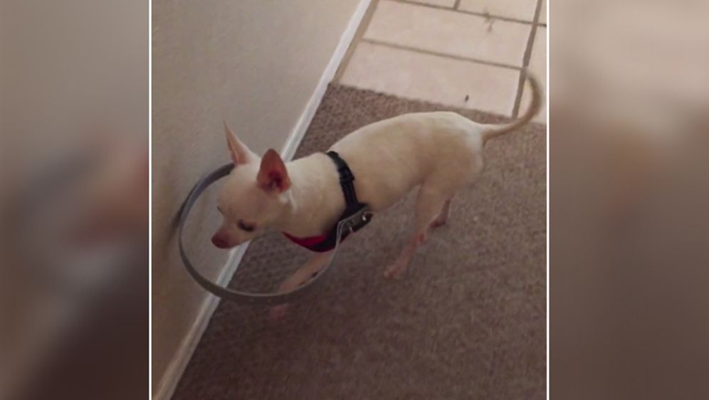 Genial Herrchen Erfindet Stoßdämpfer Für Blinden Hund Sat1