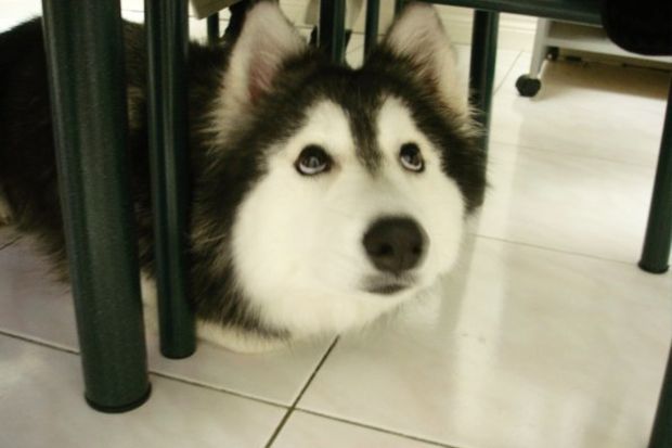 150907_Husky_Bildergalerie_Imgur_Xlinnea_12 - Bildquelle: Imgur_Xlinnea