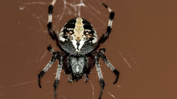 41+ schön Fotos Spinnen Wohnung : Haushalts-Hacks: Das lockt Spinnen in deine Wohnung! Und ... : Durch das häuten wird der panzer komplett abgeworfen und danach ist die spinne um ein fünftel größer.