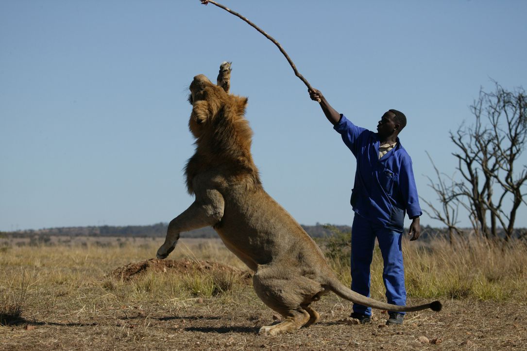 Nach und nach gewinnen die stolzen Tiere ihre permanenten Beobachter richtig gerne, so dass Livingstone sogar kleine Scherze mit ihnen treiben kann... - Bildquelle: BBC 2004