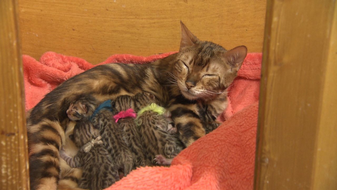 Bengalkatzen-Züchterin Anja Patz konnte die Geburt von 7 kleinen Katzen filmen ... - Bildquelle: SAT.1