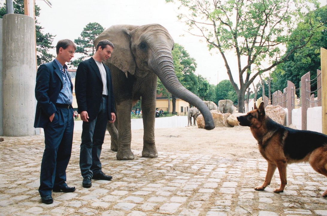 Kommissar Brandtner (Gedeon Burkhard, M.) und Böck (Heinz Weixelbraun, l.) fordern Rex auf, im Zoo die Spur des Verwandlungskünstlers zu verfolgen. - Bildquelle: Sat.1