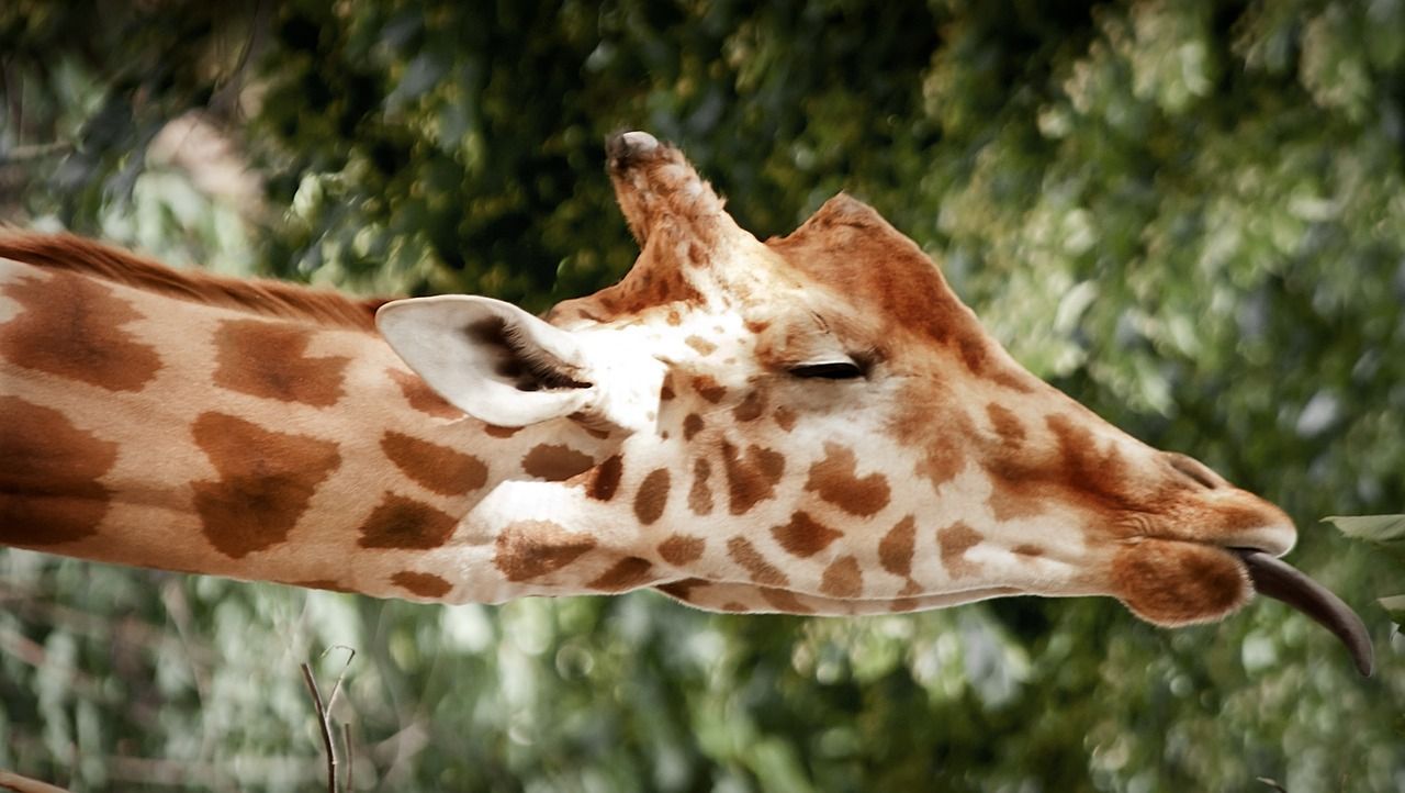 giraffe-795555_1280 - Bildquelle: Pixabay