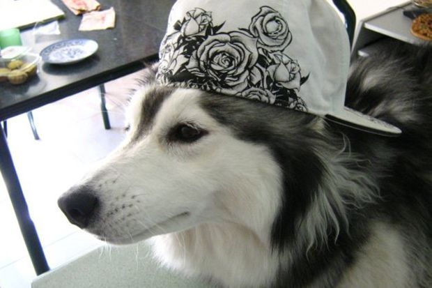 150907_Husky_Bildergalerie_Imgur_Xlinnea_11 - Bildquelle: Imgur_Xlinnea
