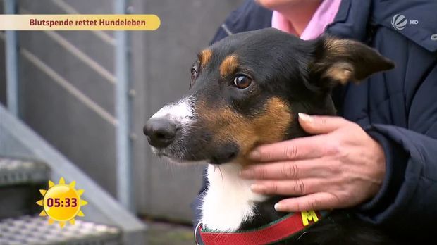 Frühstücksfernsehen Video Dieser Hund überlebt dank Blutspende! Sat.1