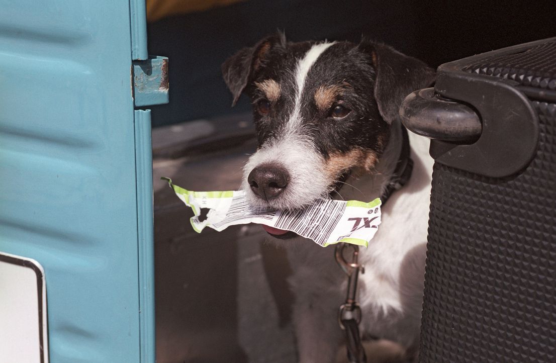 Mischlingshund Paulchen hat großen Appetit auf Papier und richtet damit einige Verwirrungen an. - Bildquelle: Sat.1