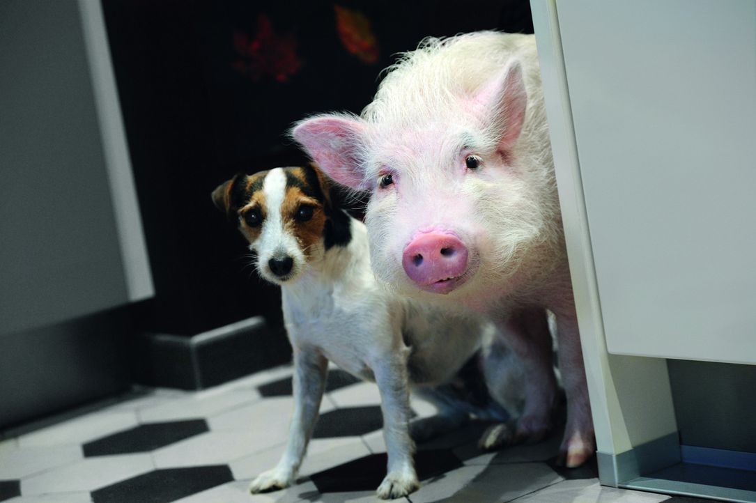 In tierischer Mission: Hausschwein Paula (r.) und Jack Russell Terrier Johnny (l.) helfen der Liebe auf die Sprünge ... - Bildquelle: SAT.1