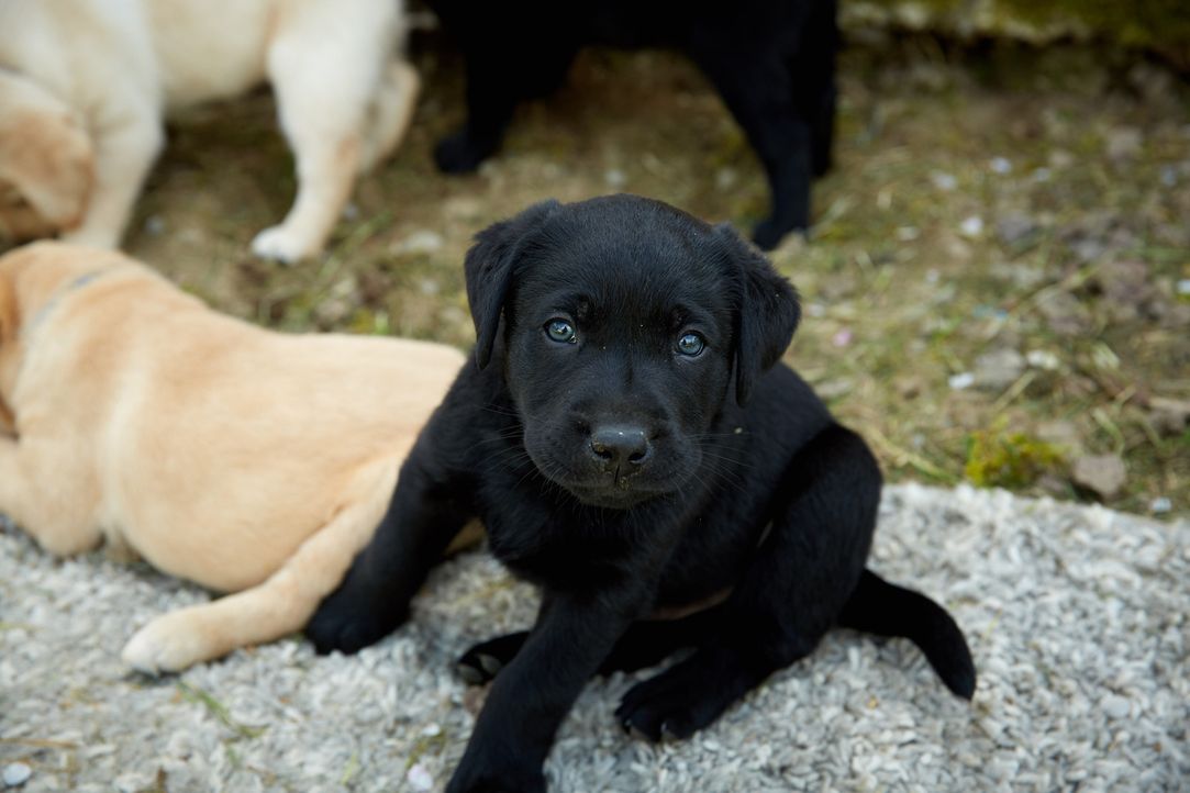 Familie Kolodziej möchte tierischen Zuwachs. Doch wird es ein Labrador Retriever Welpen werden? - Bildquelle: Guido Engels SAT.1