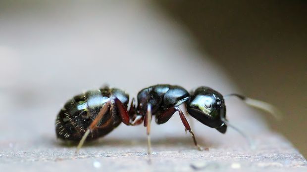 Ameisen Bekampfen Vom Garten Fernhalten Sat 1 Ratgeber