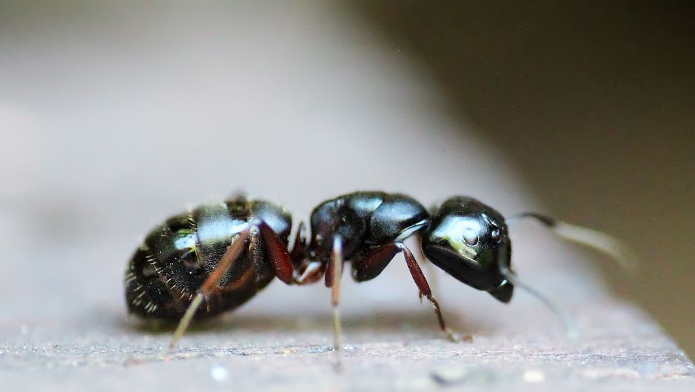 Ameisen bekämpfen: Vom Garten fernhalten - SAT.1 Ratgeber