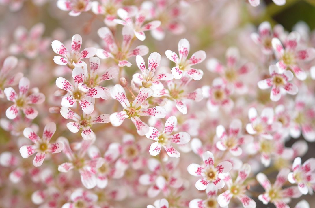 Blume - Bildquelle: Pixabay 